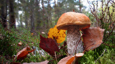 Leccinum - wallpaper