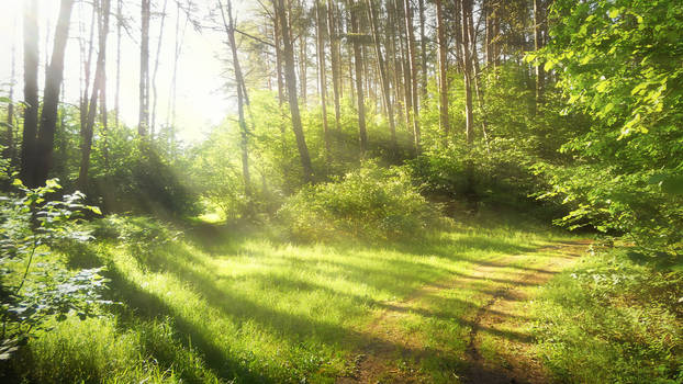 Forest in the morning 2nd edition