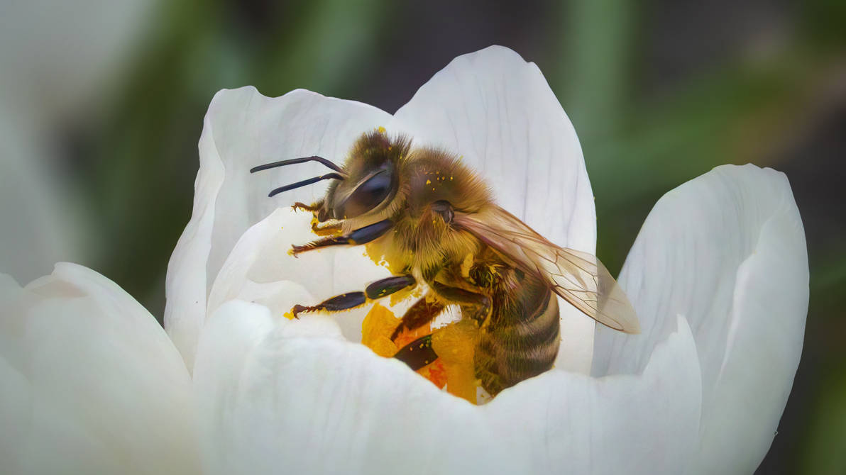 Bee at work 8