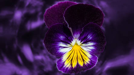 Pansies. Like space.