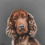 Cocker Spaniel