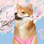 Shiba