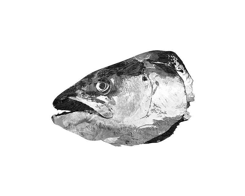 Pinterest Fish Head Fish Head by JoshCloud on DeviantArt