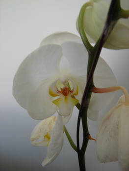 white Orchid