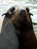 Seal