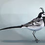 Xmas Birds 17: White Wagtail