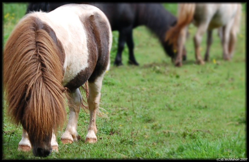 Ponies at Puzlewood