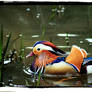 Mandarin Duck