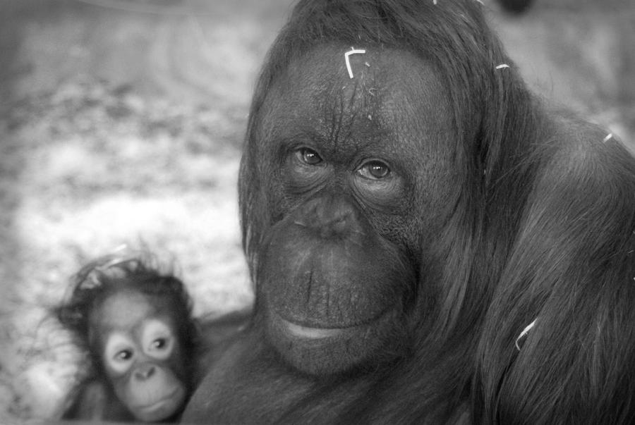 Orangutan Mum and Baby