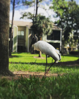 Wood Stork 1