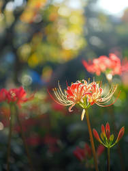 Red spider lily