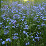 Blue flowers