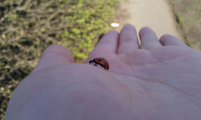 LadyBird