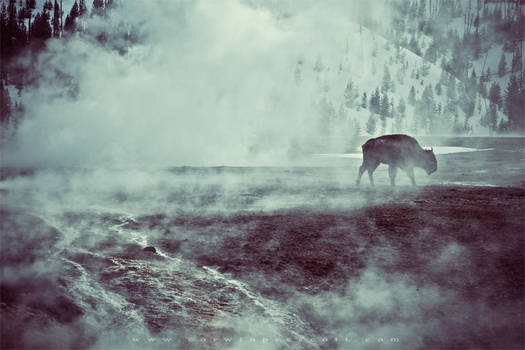 Lone Bison, Yellowstone National Park