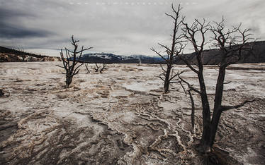 Mammoth Hot Springs