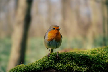 Robin - spring singing. by TitusTidus