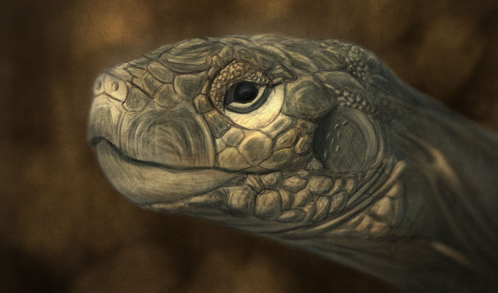 Fictional Tortoise Tortoise by FapioFilms on DeviantArt