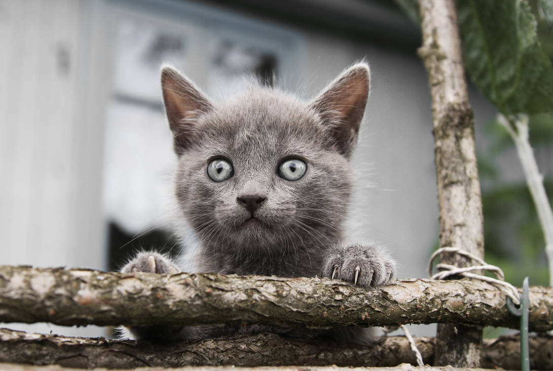 Small Grey Kitty[1] by mashaK17