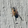 Yellow Jacket 