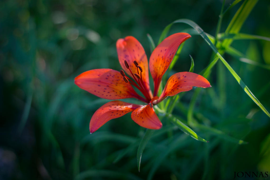 Lily II.