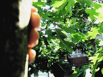 Tree Climbing