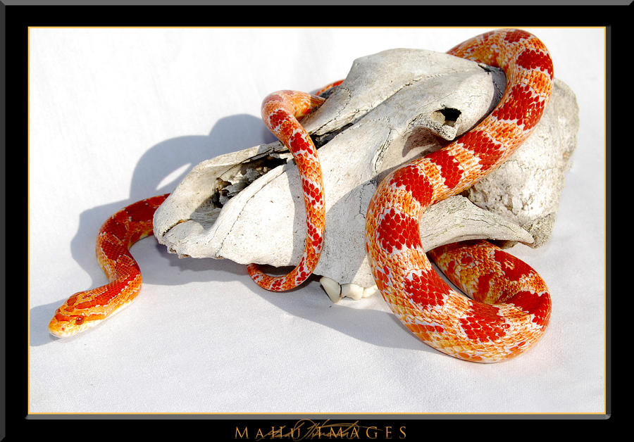 Albino Cornsnake