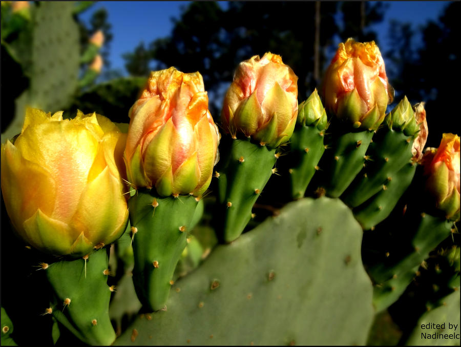 flowers