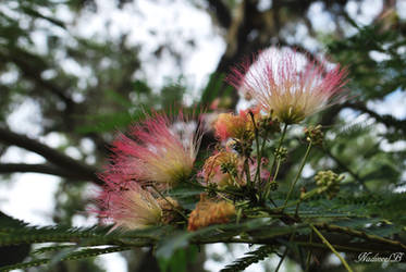 florida blooms