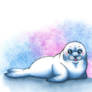 Lil baby seal
