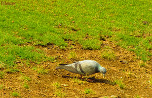 I peck my food