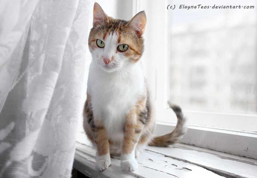 cat on the window