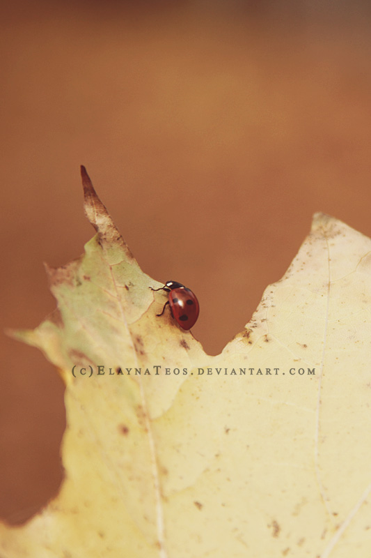 lady-beetle