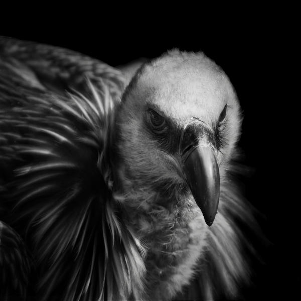 vulture