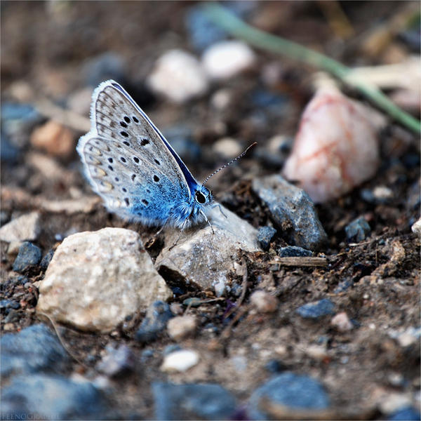 Blue darling