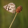 relaxing butterfly