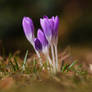 1st crocus