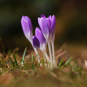 1st crocus by christinegeier