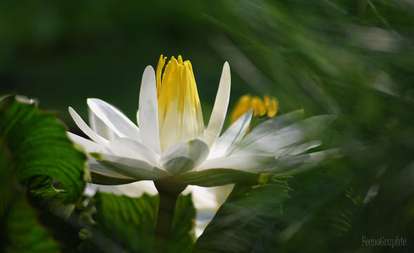 healing lotus