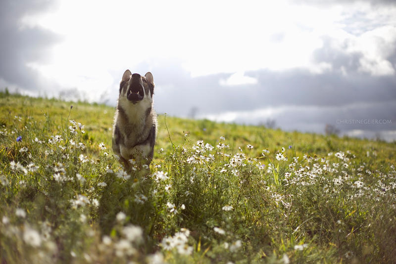 Wolf friend