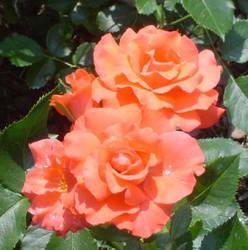 Peachy Roses