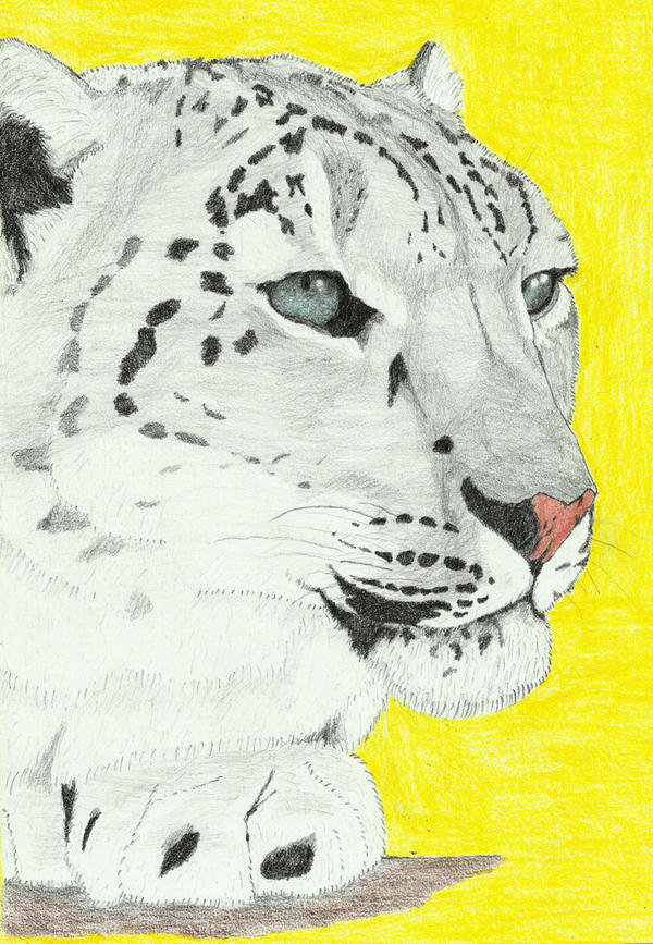 Snow leopard portrait