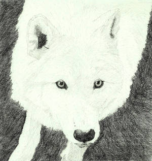 White wolf