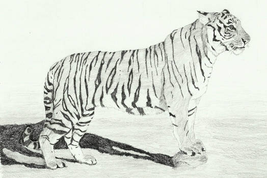 Tiger '2