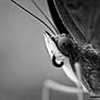 BW ButterFly