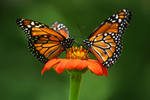 Belem Butterflies 1 by MeganEllis