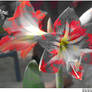 Physco Flower