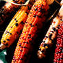 Indian Corn