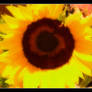 The Sunflower