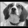 The Beagle Part II