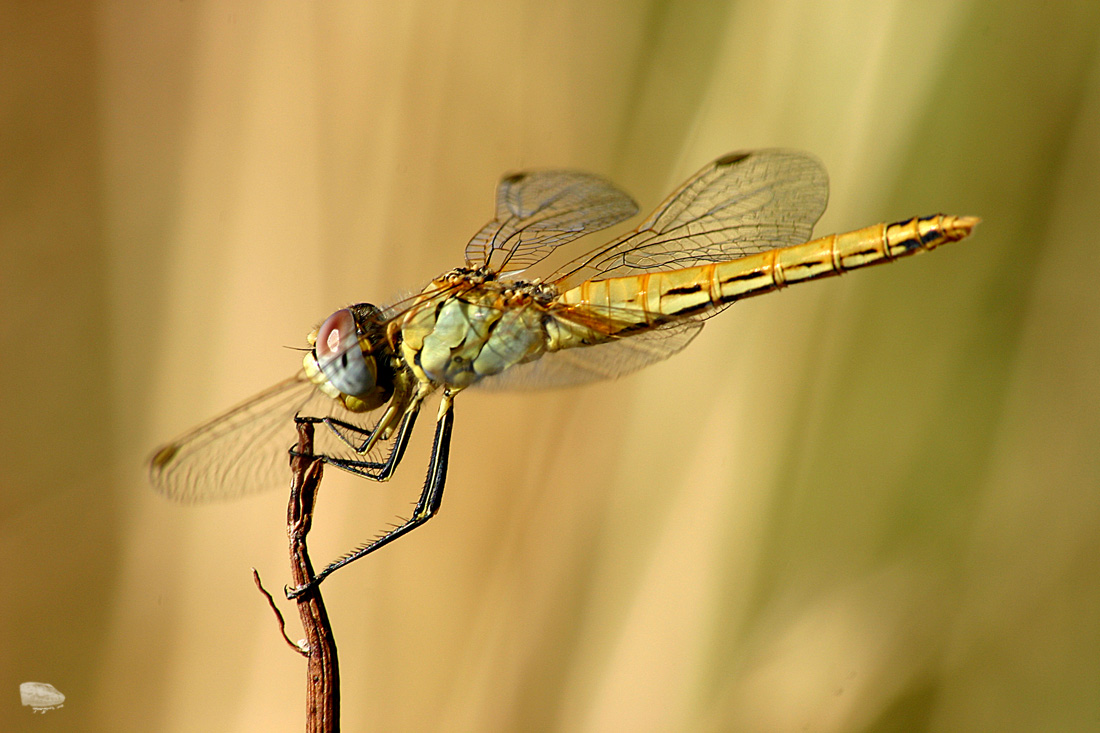 DRAGONFLY